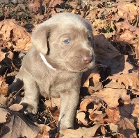 Small Puppy In the Leaves