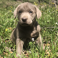 Silver Lab In Baby Blue Collar