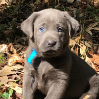 Charcoal Male Pup
