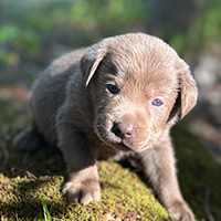 AKC Silver