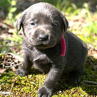 Charcoal pink collar