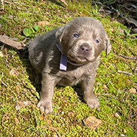 Silver lavender collar