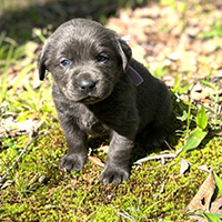 Male charcoal lavender collar