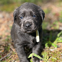 Yellow collar male charcoal