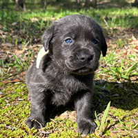 Charcoal yellow collar