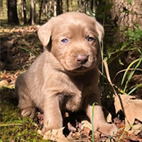 A cute, light brown puppy sits on mossy ground
