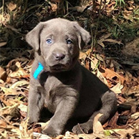 A gray puppy with blue eyes sits on a bed of fallen leaves