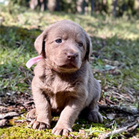 fluffy brown puppy with a pink collar 