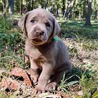 A small, gray puppy with floppy ears sits on a forest floor