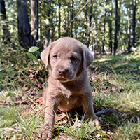 A small, grey puppy sits on grassy